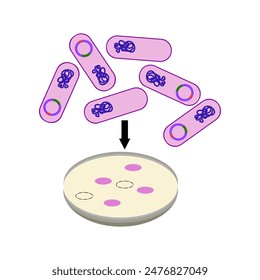 Bacteria cloning genetic engineering illustration 