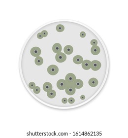Bacteria colony spots on round dishes. Mold fungus growing microflora