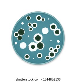 Bacteria colony spots on round dishes. Mold fungus growing microflora