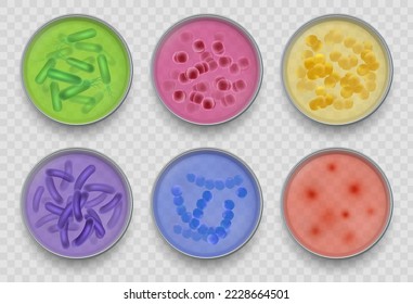 Bacteria gram. Various microorganism top views in petri dish bacteriology laboratory experiments or tests decent vector collection in realistic style