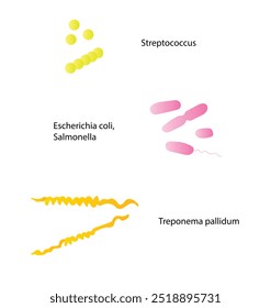 Las bacterias tienen diferentes Formas y tamaños. Bacterias típicas esféricas, parecidas a varillas y en forma de espiral