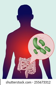 Bacteria In The Human Gut Vector.