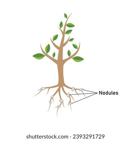 Nódulos bacterianos del diagrama de raíces. Recursos científicos para profesores y estudiantes. Ilustración vectorial aislada en fondo blanco.