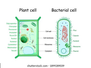 bacteria and plant cell. comparison of cell structure. Similarities and differences. cross section and anatomy of cell. Biology Chart. Vector illustration on a white background.