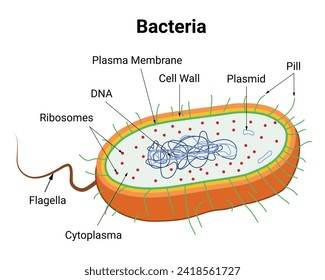 Bacteria Science Design Vector Illustration Diagram