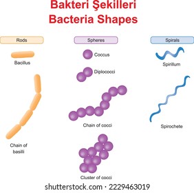 Bacteria Shapes, Rods, Spheres, Spirals