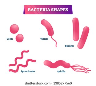Bacteria shapes vector illustration. Educational micro cells collection set. Labeled cocci, vibrios, bacillus, spirochaetes and spirilla closeup visualization. Isolated biological organisms research.