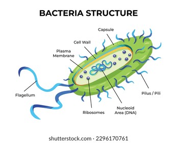 Bacteria structure vector illustration with bacteria parts text isolated on white landscape horizontal background template. Medical and biology educational drawing with cartoon simple flat style.