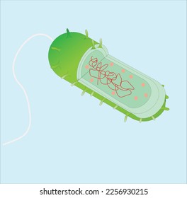 Bacteria Structure : You can use it for any Academic and other purposes.
