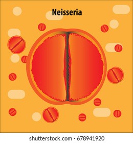 Bacteria vector illustration with biological name above.