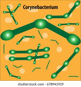 Bacteria vector illustration with biological name above.