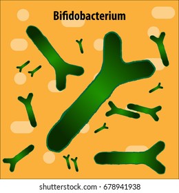Bacteria vector illustration with biological name above.