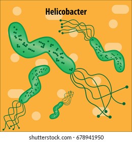 Bacteria vector illustration with biological name above.