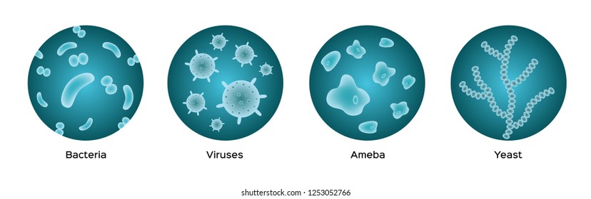 Bacteria Viruses Ameba Yeast Icon Vector