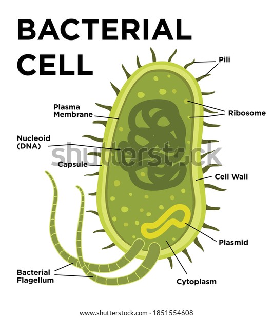 Bacterial cell anatomy in flat style. Vector\
modern illustration. Labeling structures on a bacillus cell with\
nucleoid DNA and ribosomes. External structures include the\
capsule, pili, and\
flagellum.