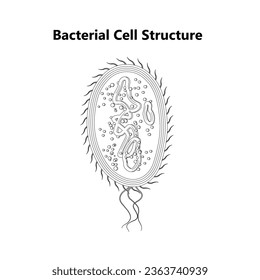 Bacterial cell anatomy labeling structures on a bacillus cell with nucleoid DNA and ribosomes. External structures include the capsule, pili, and flagellum.