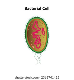 Estructuras de etiquetado de anatomía bacteriana en una célula bacilo con ADN nucleoide y ribosomas. Las estructuras externas incluyen la cápsula, el pili y el flagelo.
