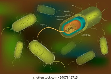 Estructuras de etiquetado de anatomía de células bacterianas en una célula bacilo con ADN nucleoide y ribosomas. Estructuras exteriores 