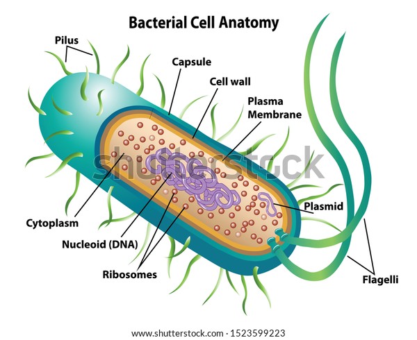 Bacterial cell anatomy labeling\
structures on a bacillus cell with nucleoid DNA and ribosomes.\
External structures include the capsule, pili, and flagellum.\
