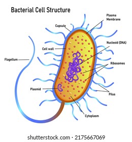 Bacterial Cell Anatomy Marking Structures On Stock Vector (Royalty Free ...