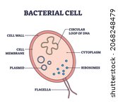 Bacterial cell structure with anatomical inner parts sections outline diagram. Labeled educational microorganism example with scientific detailed closeup vector illustration. Biological explanation.