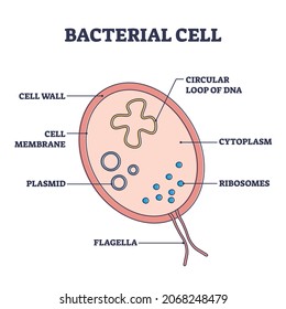 Bacterial cell structure with anatomical inner parts sections outline diagram. Labeled educational microorganism example with scientific detailed closeup vector illustration. Biological explanation.