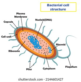 Bacterial cell structure concept. Vector illustration.