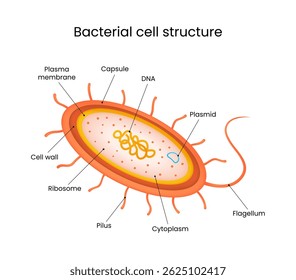 Diagrama Detalhado da Estrutura Celular Bacteriana