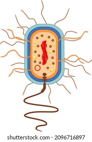 Bacterial Cell Structure. Prokaryotic Cell With Nucleoid, Flagellum, Plazmid And Other Organelles