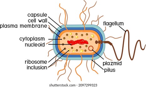 Bacterial Cell Structure. Prokaryotic Cell With Nucleoid, Flagellum, Plazmid And Other Organelles