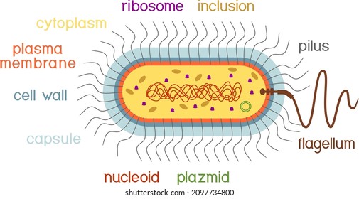 Bacterial Cell Structure. Prokaryotic Cell With Nucleoid, Flagellum, Plazmid And Other Organelles