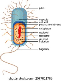 Bacterial Cell Structure. Prokaryotic Cell With Nucleoid, Flagellum, Plazmid And Other Organelles