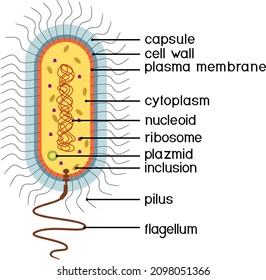 Bacterial Cell Structure. Prokaryotic Cell With Nucleoid, Flagellum, Plazmid And Other Organelles