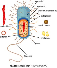 Bacterial Cell Structure. Prokaryotic Cell With Nucleoid, Flagellum, Plazmid And Other Organelles