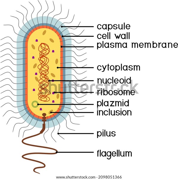 Bacterial Cell Structure Prokaryotic Cell Nucleoid Stock-vektor ...