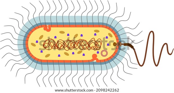 Bacterial Cell Structure Prokaryotic Cell Nucleoid Stock Vector Royalty Free 2098242262 8972