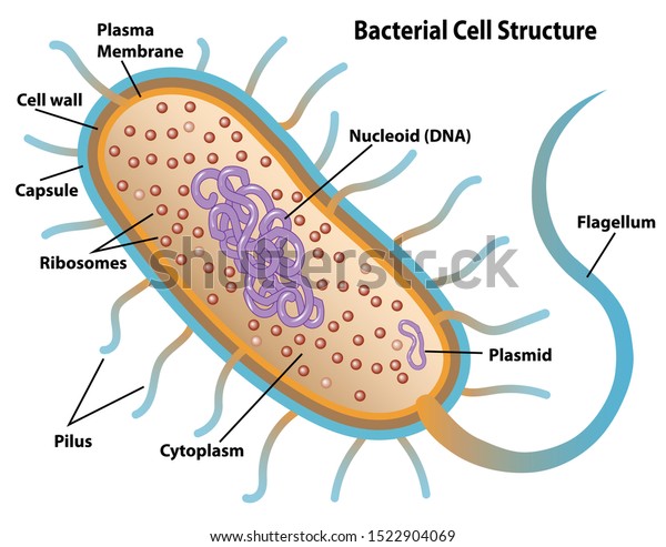 Bacterial cell structures labeled on a\
bacillus cell with nucleoid DNA and ribosomes. External structures\
include the capsule, pili, and flagellum.\
