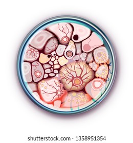 Bacterial cells in a Petri dish. Vector illustration isolated on white background.