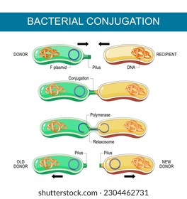 Bacterial Conjugation. Horizontal gene transfer. Reproduction in bacteria, Plasmid transformation. Transfer of DNA via a plasmid from a donor to a recombinant recipient during cell-to-cell contact