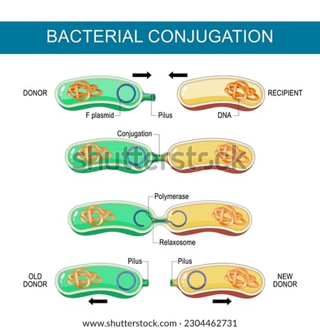 Bacterial Conjugation. Horizontal gene transfer. Reproduction in bacteria, Plasmid transformation. Transfer of DNA via a plasmid from a donor to a recombinant recipient during cell-to-cell contact Stock photo © 