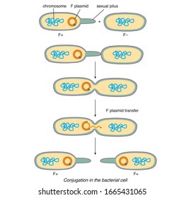 Bacterial Conjugation. Sexual Reproduction Vector