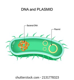 Bacterial dna and plasmid. Cross section of bacteria with a small extrachromosomal dna molecule. plasmids carry genes selective advantage and antibiotic resistance. Vector diagram