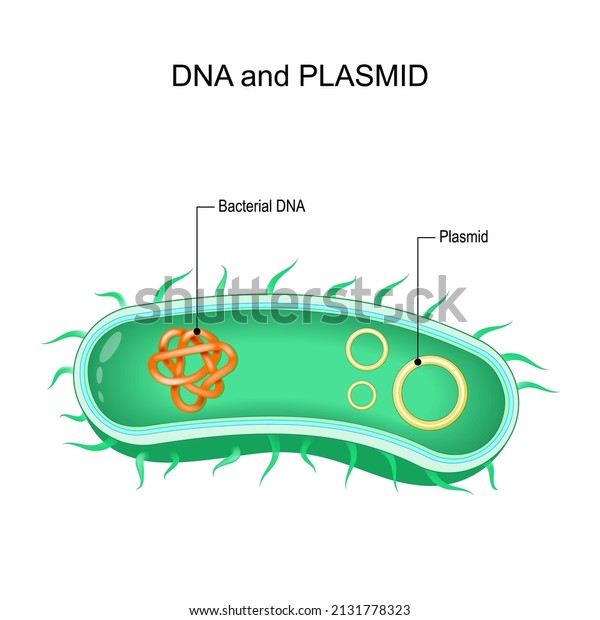 Extra Cell Images Stock Photos Vectors Shutterstock