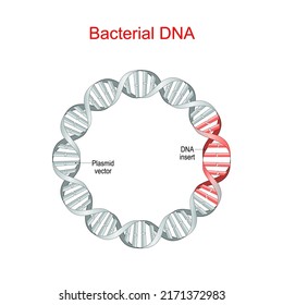 Bacterial DNA. plasmid is a small, extrachromosomal DNA molecule. Plasmid vector, insert of recombinant DNA sequences. Genetic Engineering. antibiotic resistance