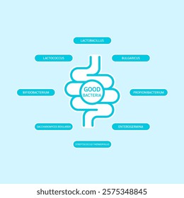 Bacterial flora for stomach and intestine. Good bacteria infographics. Medical science concept. Banner vector EPS10.