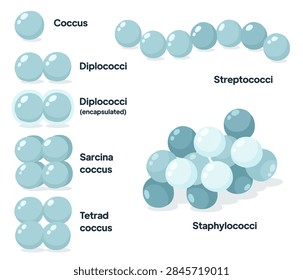 Bacterial morphological forms, hand-drawn in a flat style. 