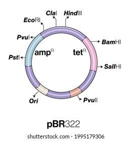 Bacterial Plasmid DNA Structure: pBR322.