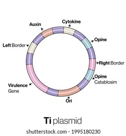 Bacterial Plasmid DNA Structure: Ti Plasmid.