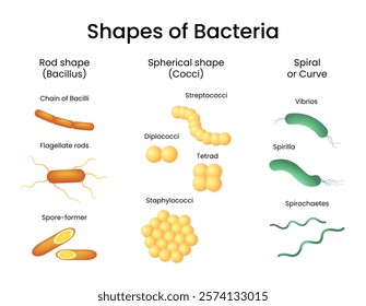 Bacterial Shape Classification Education Medical