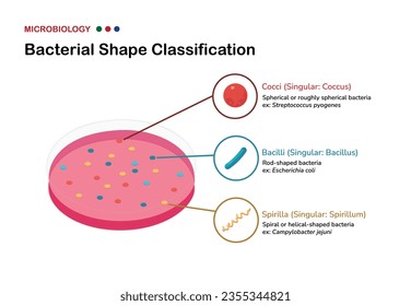 Bacterial Shape Classification in Microbiology: cocci, bacilli, and spirilla (spirochetes)